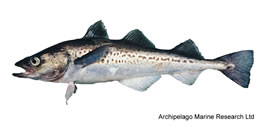 Alaska pollock, Walleye pollock (Theragra chalcogramma)