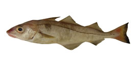Haddock (Melanogrammus aeglefinus)