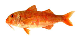 Red mullet, Striped red mullet (Mullus surmuletus)